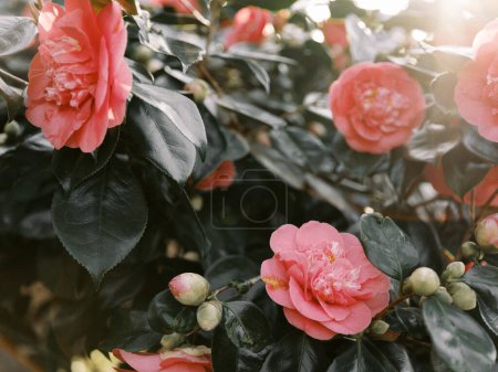 Pink camellias with glossy leaves in soft morning light