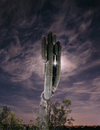 Saguaro Cactus in Phoenix, Arizona