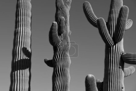 Photo for Saguaro Cactus in the Sonoran Desert - Royalty Free Image