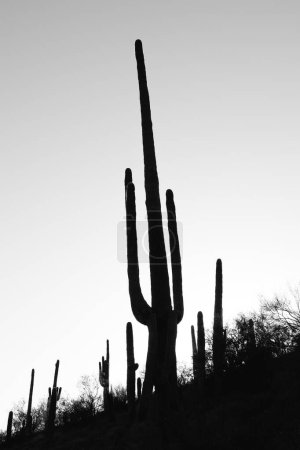 Photo for Saguaro Cactus in the Sonoran Desert - Royalty Free Image