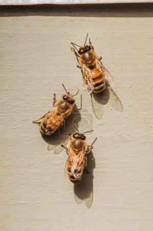 Photo for Three honey bees dancing on the side of a cream beehive - Royalty Free Image