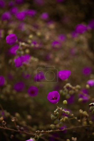 Lebhafte lila Wildblumen, flacher Fokus