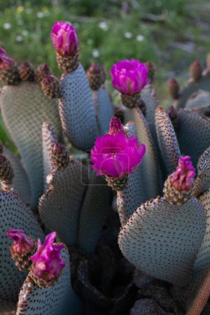 Blooming beavertail cactus with vibrant pink flowers