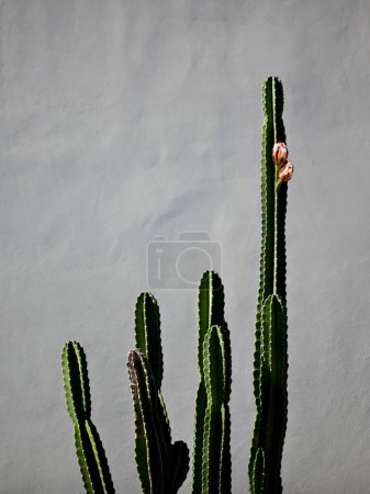 Kaktus mit lebendigen Blumen vor einer minimalistischen grauen Wand
