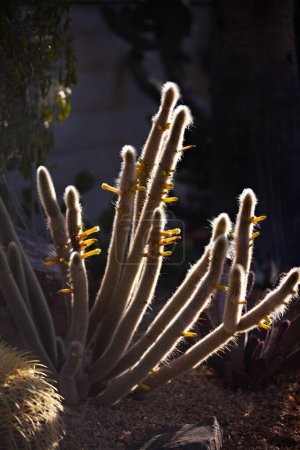 Sunlit fuzzy cactus with blooms in a garden.