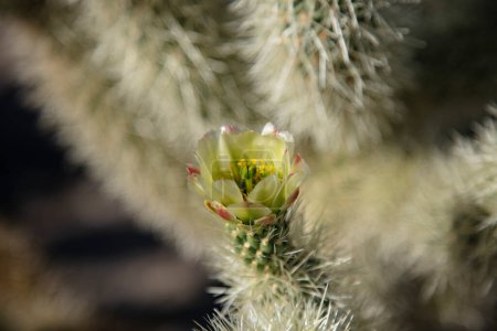 Macro of a blooming flower on a cholla cactus