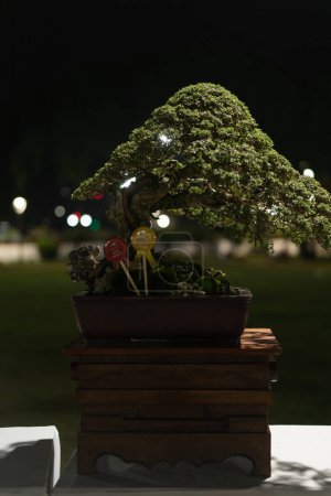 Cultiver bonsaï japonais pour passe-temps.