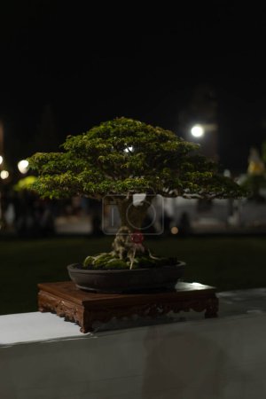 The art of growing bonsai, meditation hobbies.