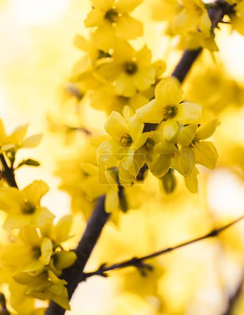 Close up of yellow flowers on forsythia shrub blooming in spring.