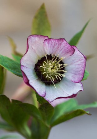 Close up of center of hellebore flower blooming in early spring.