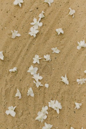 Verstreut weißes Federkleid auf tropischem Sand