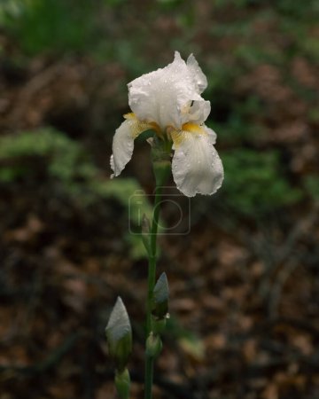 Tall Cemetery Iris with Yellow accents and rain drops