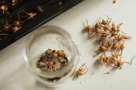 dried flower seeds on counter for gardening