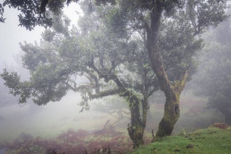 Mystic Foggy Forest: Enchanting Views from Fanal Woods