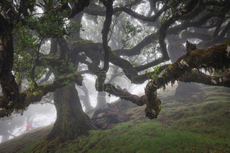 Mystic Foggy Forest: Enchanting Views from Fanal Woods
