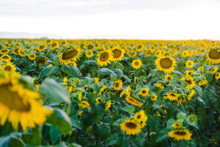 Expansive sunflower field under a bright sky!