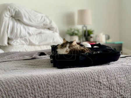 Chat sibérien niché dans une valise sur un lit texturé.