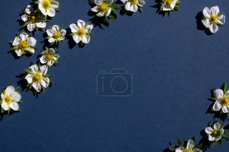 Fleurs blanches disposées sur un fond bleu foncé avec une large copie