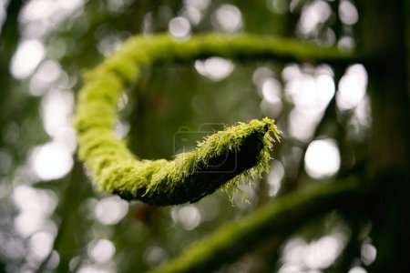Brach with Moss Winds Around Tree