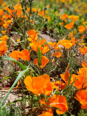 Fleurs d'oranger en pleine floraison à Antelope Valley Poppy Reserve