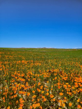 Champs infinis d'orange : Réserve de pavot de la vallée de l'antilope en pleine floraison