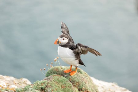 Puffin about to fly near flowers Noss Shetland Islands