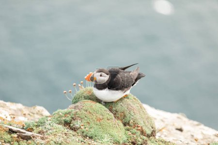 Puffin sentado en las rocas en Noss Cliffs Shetland Islands