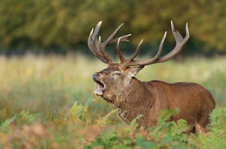 Foto de Primer plano de un ciervo rojo que llama durante la temporada de celo en otoño, Reino Unido
. - Imagen libre de derechos