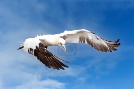 Photo for Close up of a Northern gannet (Morus bassana) in flight against blue sky, Bempton cliffs, UK. - Royalty Free Image