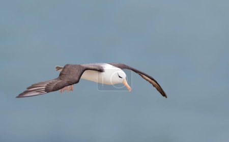 Téléchargez les photos : Gros plan d'un Albatros noir (Thalassarche melanophris) en vol, falaises de Bempton, Royaume-Uni. - en image libre de droit