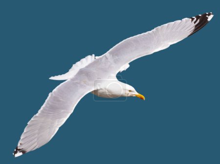 Téléchargez les photos : Gros plan du Goéland argenté (Larus argentatus) en vol contre le ciel bleu, falaises de Bempton, Royaume-Uni. - en image libre de droit