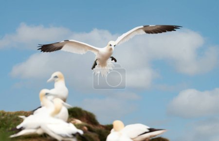 Téléchargez les photos : Gros plan d'une gannette nordique (Morus bassana) en vol sur les côtes britanniques. - en image libre de droit