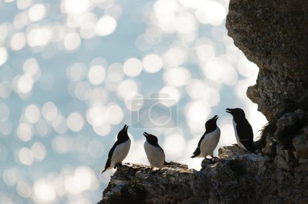 Téléchargez les photos : Silhouette of perched Razorbills on a cliff against bokeh background, Bempton, UK. - en image libre de droit