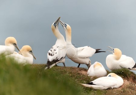Téléchargez les photos : Close up of bonding Northern gannets (Morus bassana) on a cliff by the North sea, Bempton cliffs, UK. - en image libre de droit