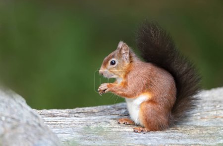 Close up of a Red squirrel (Sciurus Vulgaris) sitting on a tree trunk, UK.