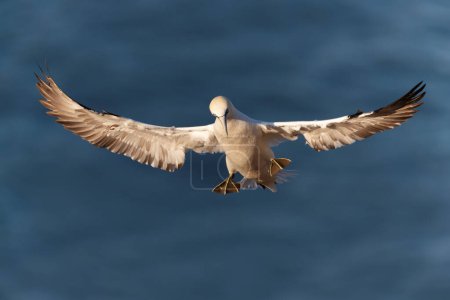 Téléchargez les photos : Close up of a Northern gannet (Morus bassana) in flight against blue sky, Bempton cliffs, UK. - en image libre de droit