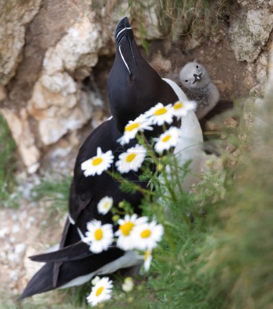 Téléchargez les photos : Gros plan d'un pingouin avec une jolie fille perchée sur une falaise avec des marguerites, Bempton, Royaume-Uni. - en image libre de droit