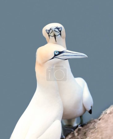 Photo for Close up of two Northern gannets (Morus bassana) on a cliff by the North sea, Bempton cliffs, UK. - Royalty Free Image