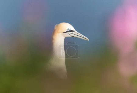 Téléchargez les photos : Gros plan d'un gannet nordique (Morus bassana), falaises de Bempton, Royaume-Uni. - en image libre de droit