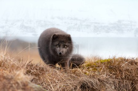 Photo for Close up of an Arctic fox in winter on the coasts of Iceland. - Royalty Free Image