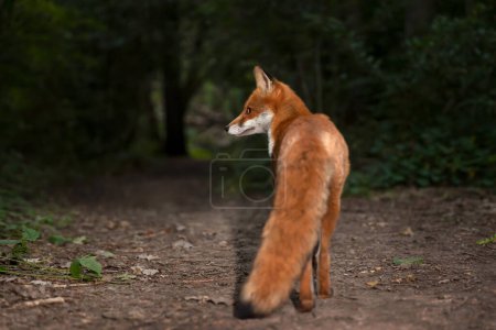 Photo for Close up of a red fox standing in forest, UK. - Royalty Free Image