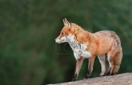 Photo for Close up of a Red fox (Vulpes vulpes) standing on a log, UK. - Royalty Free Image
