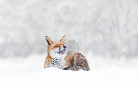 Photo for Close-up of a Red fox enjoying falling snow in winter, UK. - Royalty Free Image