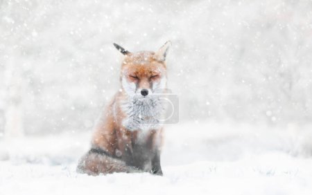 Téléchargez les photos : Gros plan d'un renard roux dans la neige tombante en hiver, Royaume-Uni. - en image libre de droit