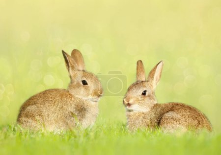 Foto de Primer plano de dos lindos conejitos sentados en el prado, Reino Unido. - Imagen libre de derechos