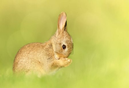 Photo for Close up of a cute little rabbit in spring, UK. - Royalty Free Image