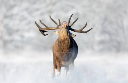 Foto de Primer plano de un ciervo rojo en invierno, Reino Unido. - Imagen libre de derechos