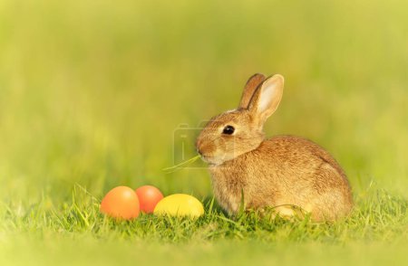 Photo for Close up of a cute little rabbit with Easter eggs in meadow, UK. - Royalty Free Image