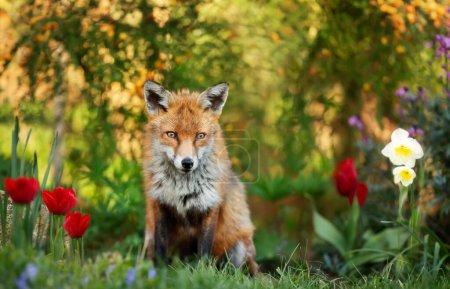 Foto de Close up of a red fox (Vulpes vulpes) in spring, UK. - Imagen libre de derechos