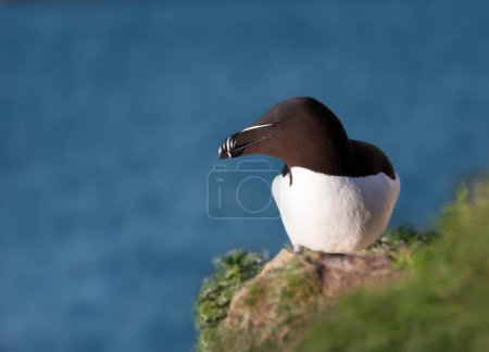 Téléchargez les photos : Gros plan d'un pingouin nichant sur une falaise, Bempton, Royaume-Uni. - en image libre de droit